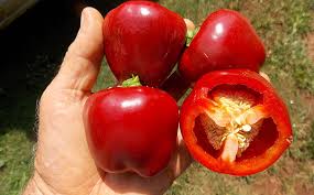 Not only does this hot pepper repel unwanted insects like hornworms, but it also deters other pests like squirrels, skunks, and raccoons. Pest Management In Peppers