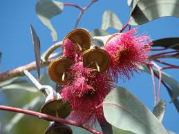 Image result for Eucalyptus sp.