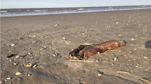 Maybe you would like to learn more about one of these? Fanged Creature Found On Texas Beach After Hurricane Harvey Bbc News