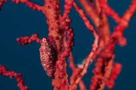 Under the sea is a song from disney's 1989 animated film the little mermaid, composed by alan menken with lyrics by howard ashman. They Spent 28 Days Under The Sea And Found Another Earth In 2021 Another Earth Under The Sea Sea
