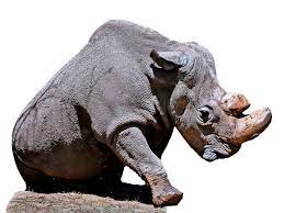 Nashorn (german rhinoceros, pronounced 'na:zho:ʁn), initially known as hornisse (german hornet), was a german tank destroyer of world war ii. So Soll Ein Ausgestorbenes Nashorn Wiederbelebt Werden