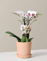 Looking for the best mother's day flowers? Mother S Day 2021 Gift Ideas 20 Best Flowers And Plants
