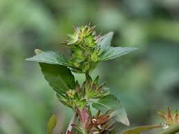 Image result for Acalypha pubiflora