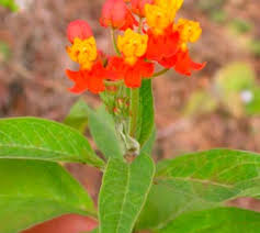 Image result for Kyllinga robinsoniana