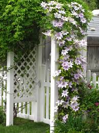 Pin Auf Clematis H E Aven