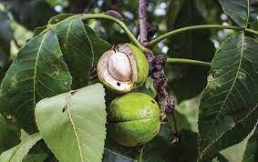 Maybe you would like to learn more about one of these? Hickories Pecans Bitternuts Pignuts Mdc Teacher Portal