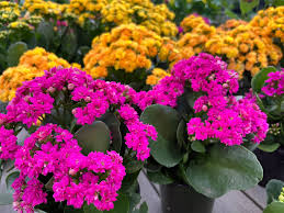 Image result for Kalanchoe calandiva