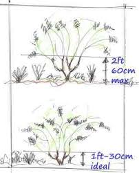 Whichever choice you make, simply cut back to the next set of buds. Pruning Hydrangea Paniculata And Arborescens