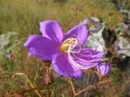 Image result for Dissotis swynnertonii