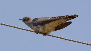 Guguk Kusu Cuculus Canorus 2019 Yilinin Nisan Ayinda Istanbul Riva Cayirlarinda Sabah Saatlerinde Gozlemlendi Kanat Acikligi 55 60 Cm Boyu Is In 2020 Animals Bird