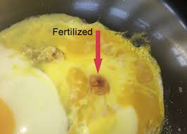 Should you freeze eggs or embryos? Is It Safe To Eat Fertilized Eggs The Happy Chicken Coop