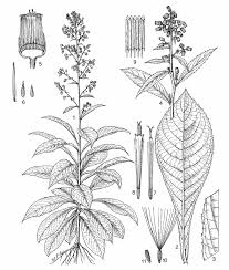 Image result for Blumea