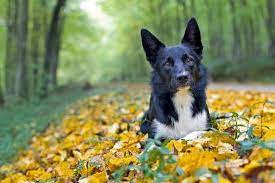 Do Border Collies Calm Down With Age Neeness
