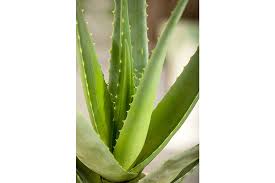 Aloe vera mit der qualität reiner inhaltstoffe : Echte Aloe Topfgrosse O10 5cm Aloe Vera Kaufen Bei Coop Bau Hobby