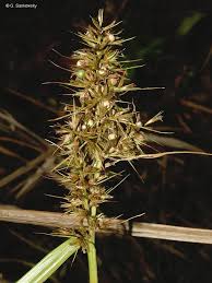 Image result for Scleria