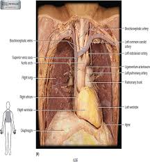 Start studying human torso model part 1. Solved Observe The Human Torso Model And Figures 63 2b And 63 8 O Chegg Com