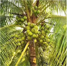 Coconut Palm - Women's Christian College, Chennai