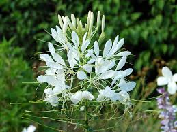 Image result for Cleome spinosa