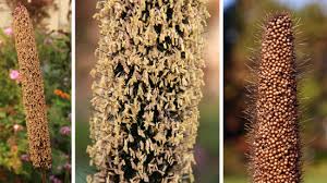 Image result for Millettia psilopetala