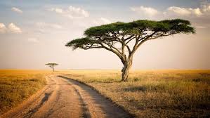 Serengeti Park Tanzania Savannah Two Lonely Trees Dry Grass Desktop Wallpaper Hd Serengeti National Park Beautiful Places To Visit Africa Sunset