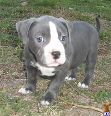 Pit bulls are intelligent, fast and eager, making them suitable for agility, obedience and tracking and confirmation training. American Pit Bull Puppy For Sale Beautiful Ukc Blue Bluenose Short And Stocky Femal 8 Years Old