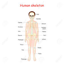 Bones and cartilages of the external nose. Human Skeleton For Kids Poster With Anterior View Didactic Board For Anatomy Of Bony System Vector Illustration For Educational Use Royalty Free Cliparts Vectors And Stock Illustration Image 153235648