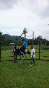 Established on june 1, 1995. Pengalaman Ke Jelita Ostrich Farm Negeri Sembilan Nothing To Somethings