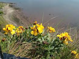 Dumbarton April 068 | the same tenacious flowers, but on a s… | yveva |  Flickr