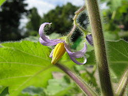 Image result for Solanum mammosum