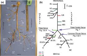 Human Distal Sciatic Nerve Fascicular Anatomy Implications