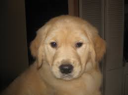 Dog Breeding, Quality Golden Retrievers, All breed professional dog  grooming!