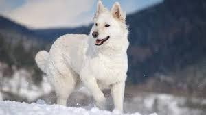 Looking for a puppy or dog in ontario? 12 Things You Didn T Know About The White German Shepherd Youtube