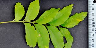 Image result for Atalaya alata