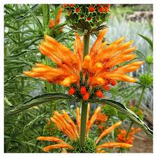 Image result for Leonotis