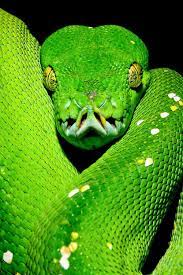 Green Tree Python Cute Reptiles Reptiles And Amphibians Snake Wallpaper