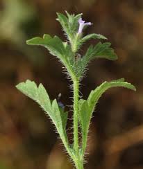 Image result for Verbenaceae