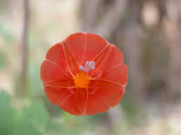 Image result for Ipomoea hederifolia