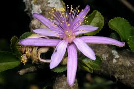 Image result for Grewia similis