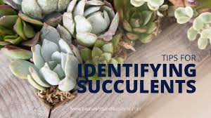 Fashion, motors, electronics, sporting goods, toys Identifying Succulents In California Youtube