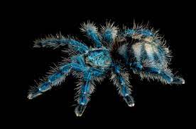 10 Beautiful Photos That Will Make You Love Spiders Spider Tarantula Photo