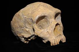 But while the denisovans likely lived in asia for tens of thousands of years, researchers have only found meager fossil traces—a pinky bone, a skull fragment, a fractured jaw, and a few teeth. New Look At Archaic Dna Rewrites Human Evolution Story Unews