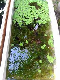 Ternyata dari hasil ternak lumayan lah. Cara Merawat Burayak Ikan Cupang Agar Tidak Mati Mulai Dari Telur Hingga Siap Jual Ikan Hias Air Tawar Laut Dan Aquarium