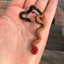 A Tiny Ringneck Snake Cute Reptiles Baby Snakes Pet Snake