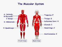 Using the muscle diagrams for the front view and the back view, identify and label these muscles on your lab sheet. Labelled Diagram Of Muscles In The Body Describe The Well Labelled Diagram Of Various Types Of Muscle Found In Human Body Brainly In Now Label The Diagram In Your Workbook