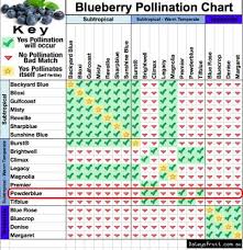 Pollinators For The Powderblue Blueberry Brightwell