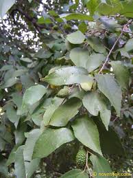 Image result for Guazuma