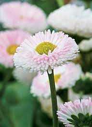What are cool weather garden plants? 8 Cool Weather Plants Garden Gate