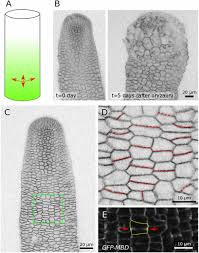 Each part, known as an organelle, works together to keep the cell functional. Cell Division Plane Orientation Based On Tensile Stress In Arabidopsis Thaliana Pnas