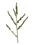 Image result for Urochloa brevispicata