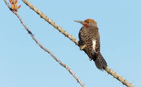 It was a casual sneer, obviously one of a long line. Gilded Flicker Audubon Field Guide